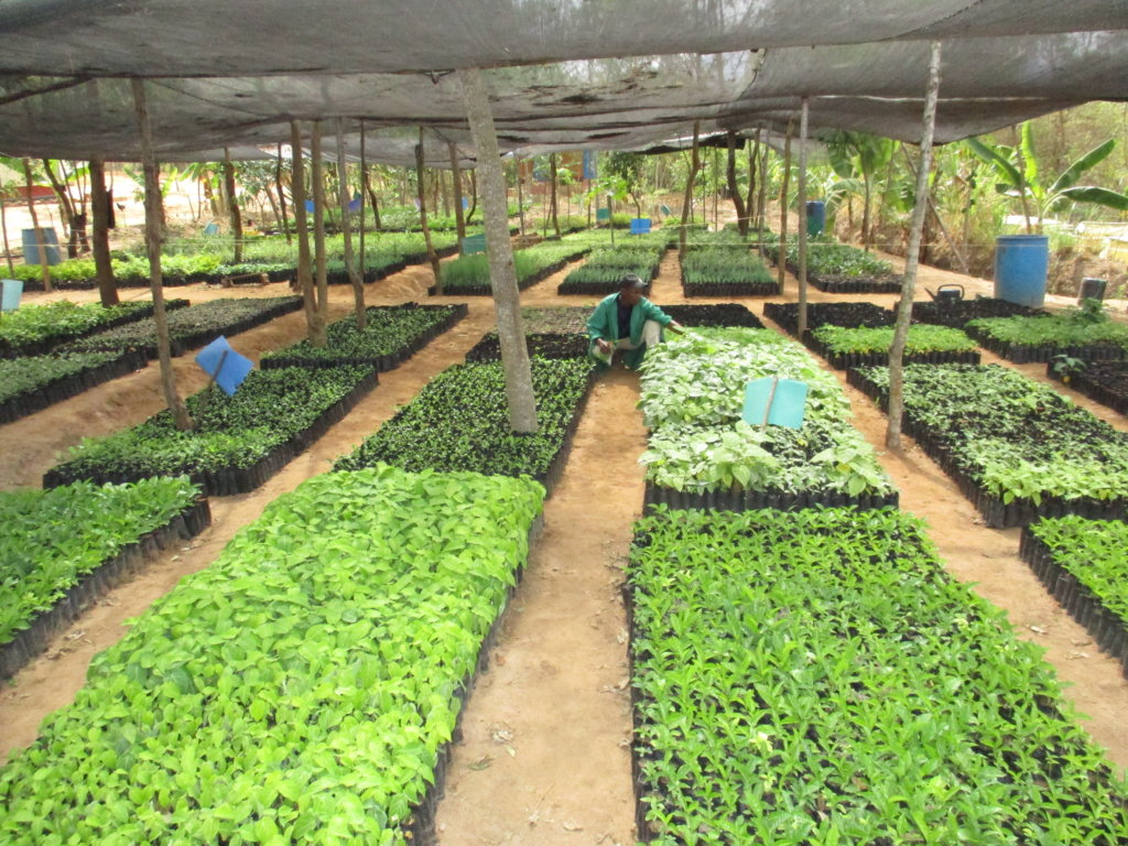 Forestry Training & Finance for 800 Farms in Kenya GlobalGiving