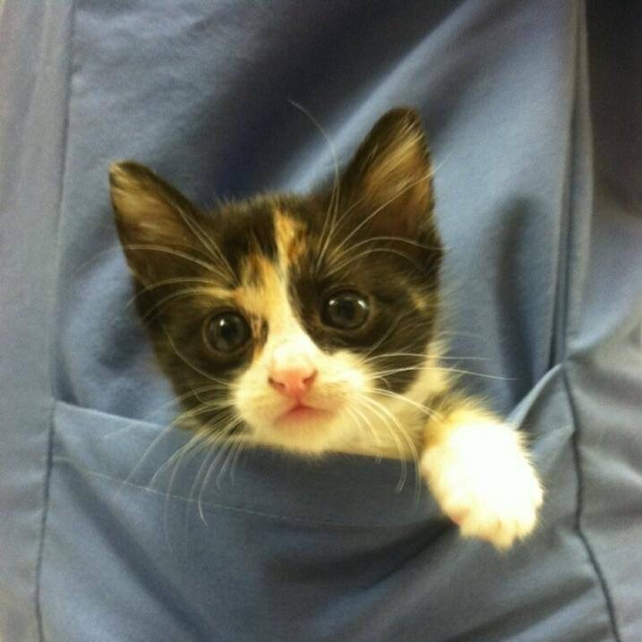 Rescue cats from being euthanized at local shelter GlobalGiving