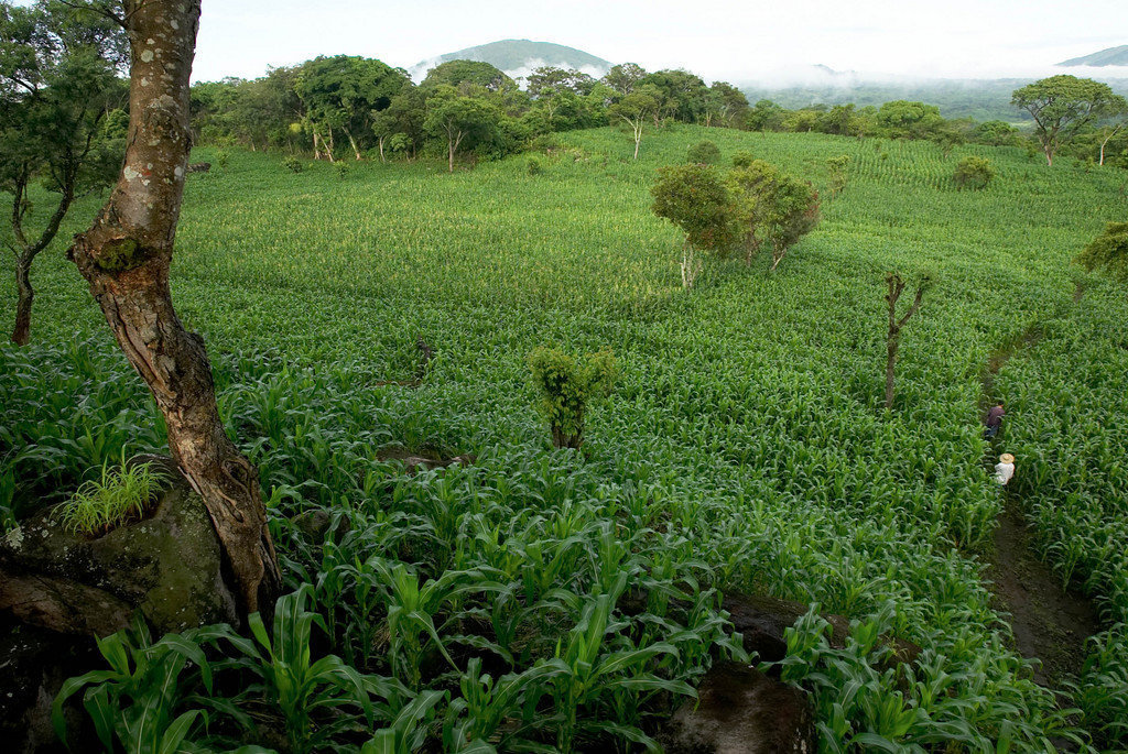 Support Sustainability for El Salvadoran Farmers GlobalGiving