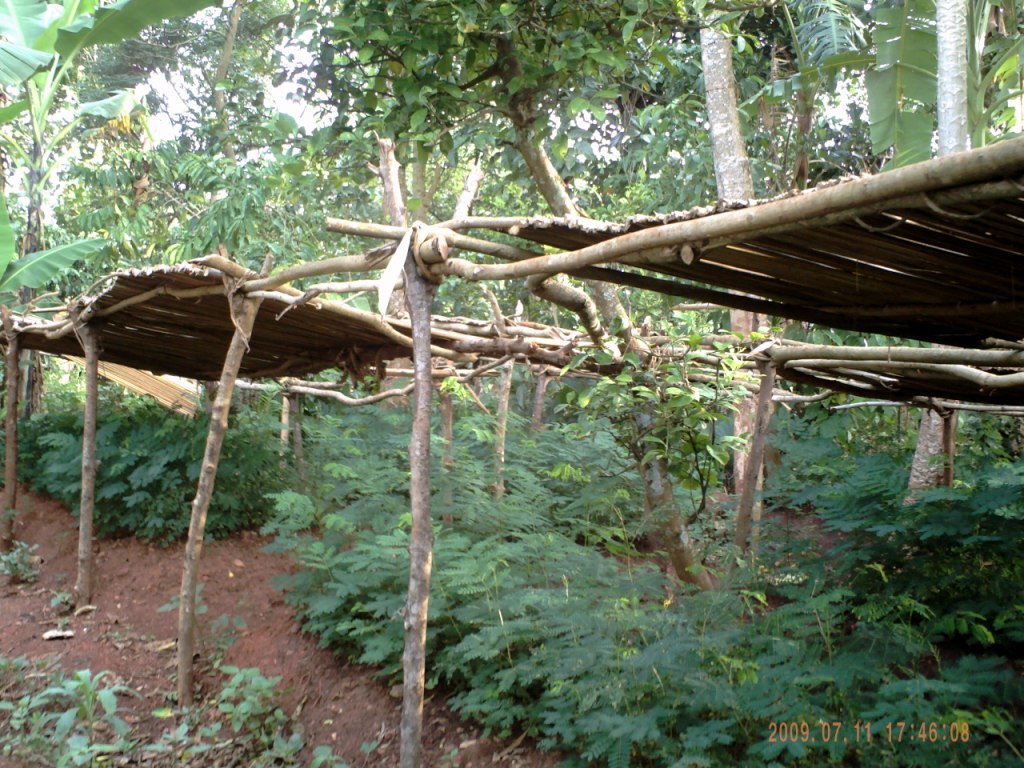 1 2 Million Trees a Year in Uganda's Countryside GlobalGiving
