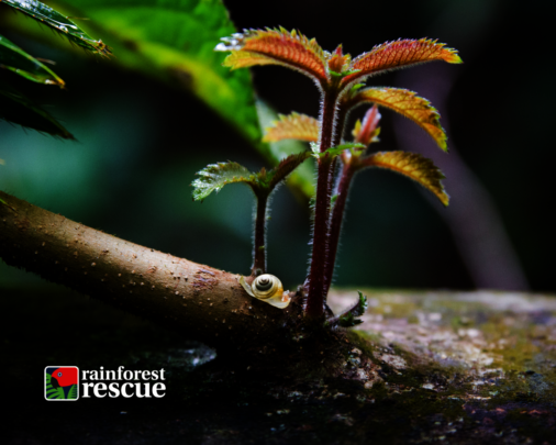 Protect a Rainforest