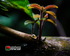 Protect a Rainforest