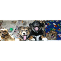 SPCA of Wake County