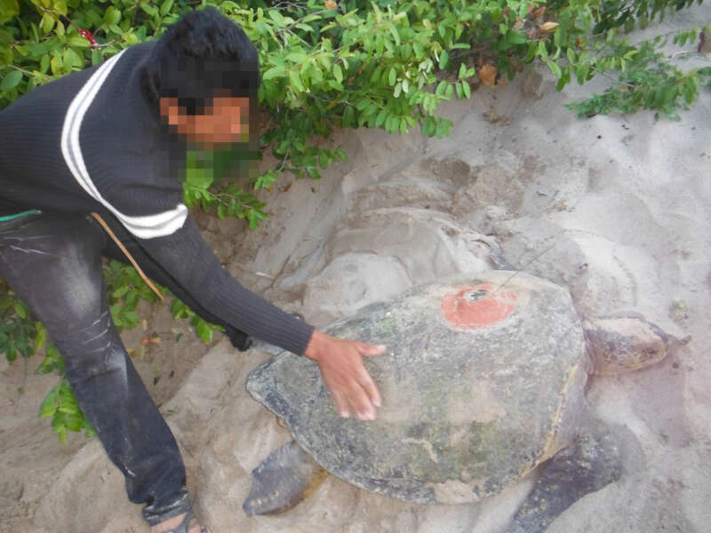 Image for 2023 Giving Turtle Tuesday