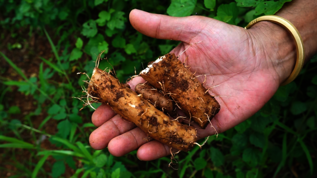 Forest Food Field School in Addukam India GlobalGiving