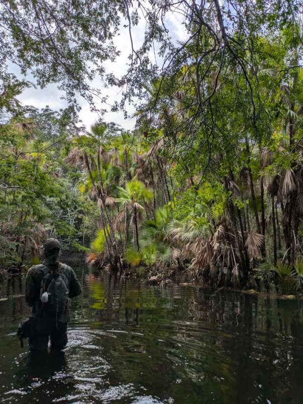 Image for Apoyando la conservación del jaguar en la Peninsula de Yucatan