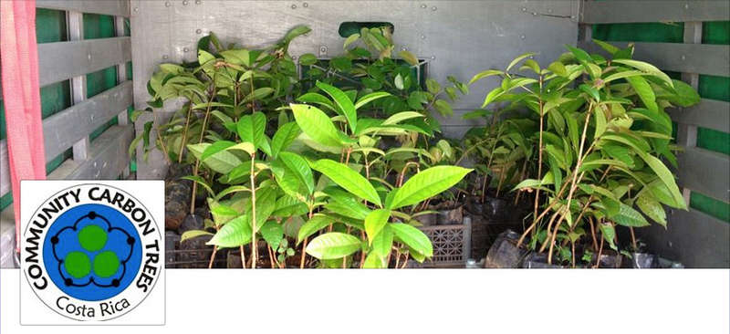 Image for Community Carbon Trees